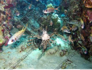 Pterois volitans Red lionfish front 4